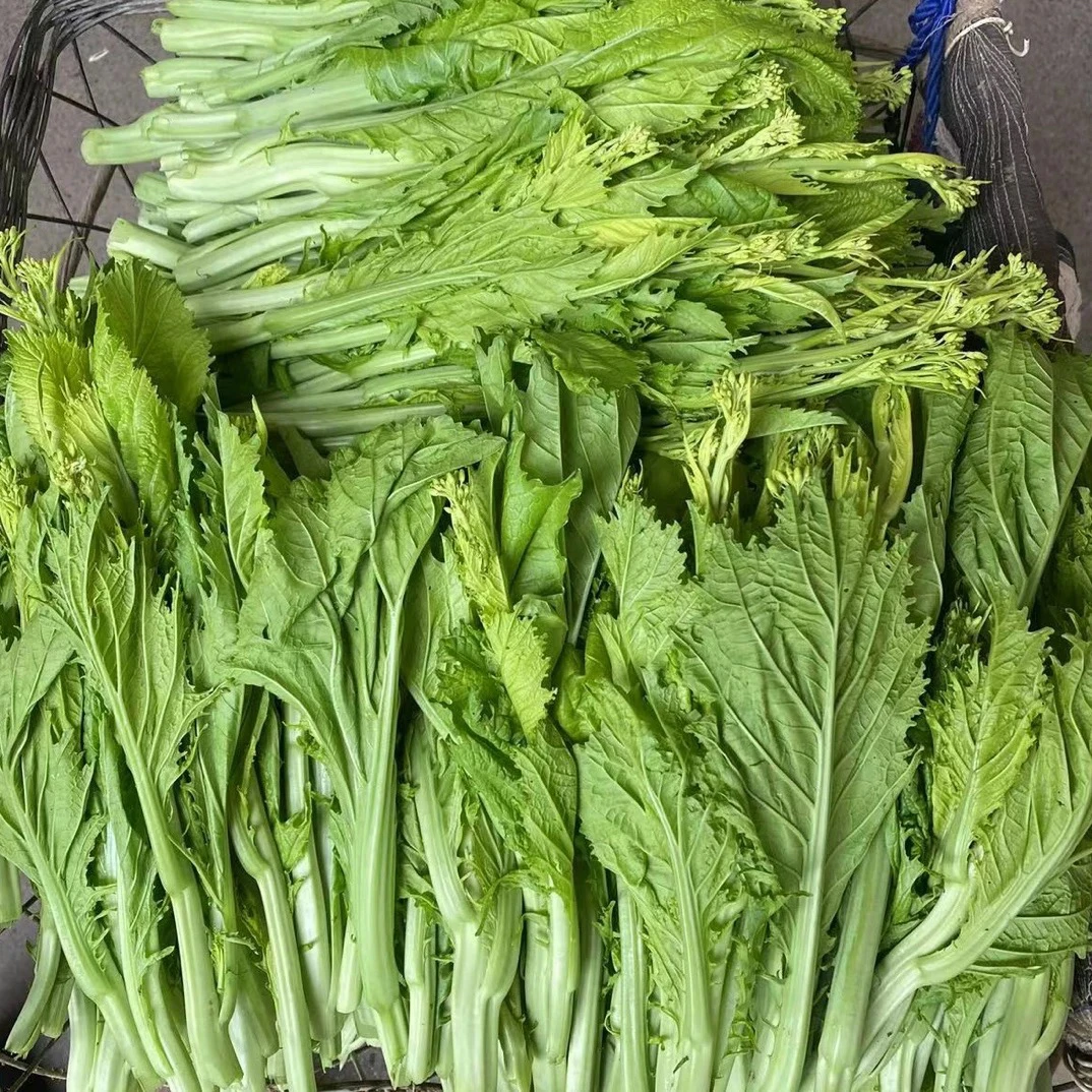 贵州高山种植青菜苔辣辣菜新鲜冲菜苔