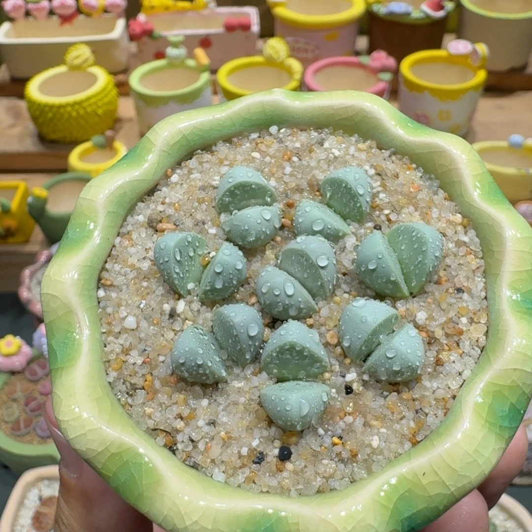 蘑菇1114.3金陵多肉植物
