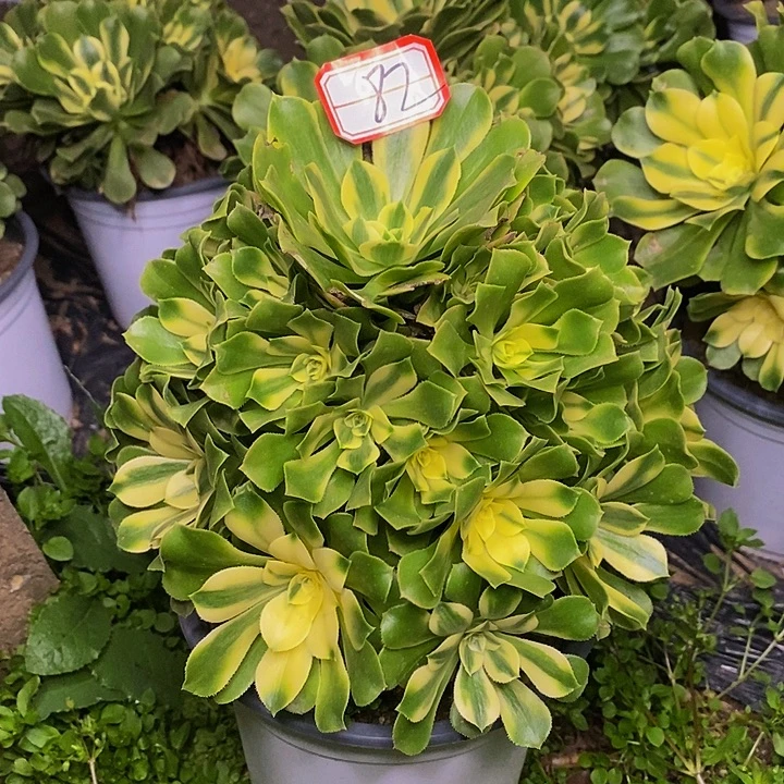 新尼亚老桩捧花82号