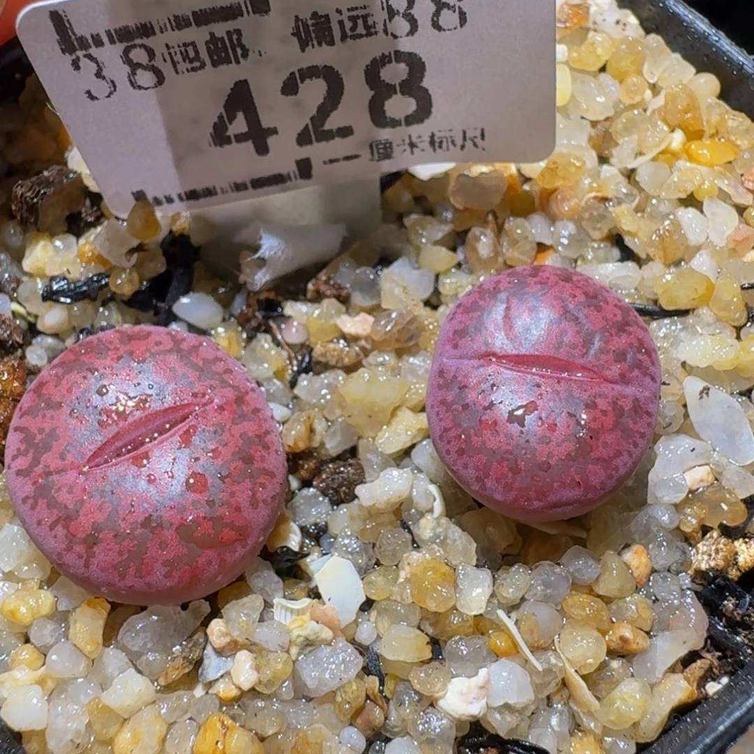 Sssss清仓便宜出428