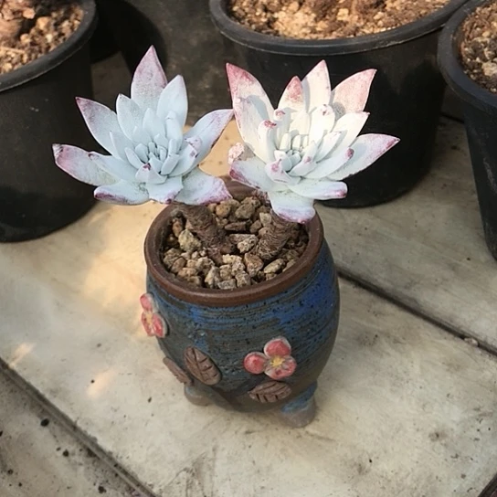 韩货刘丹仙女杯杯