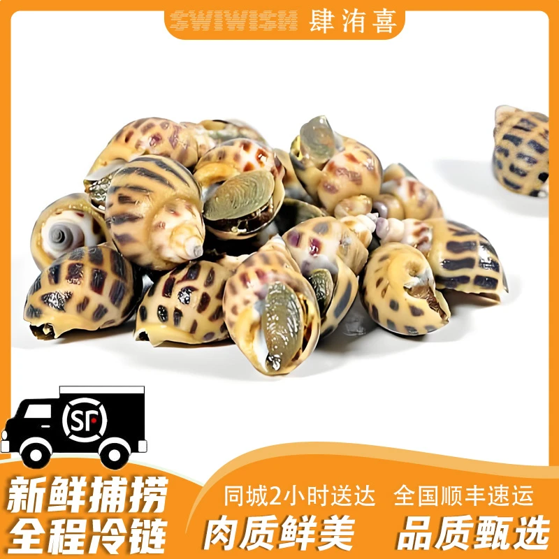 鲜活越南花螺海鲜250g-1000g 同城配送精品礼盒