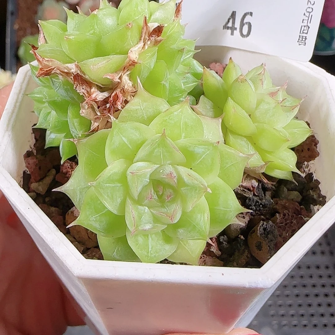 1024-46优选麦秆不包整