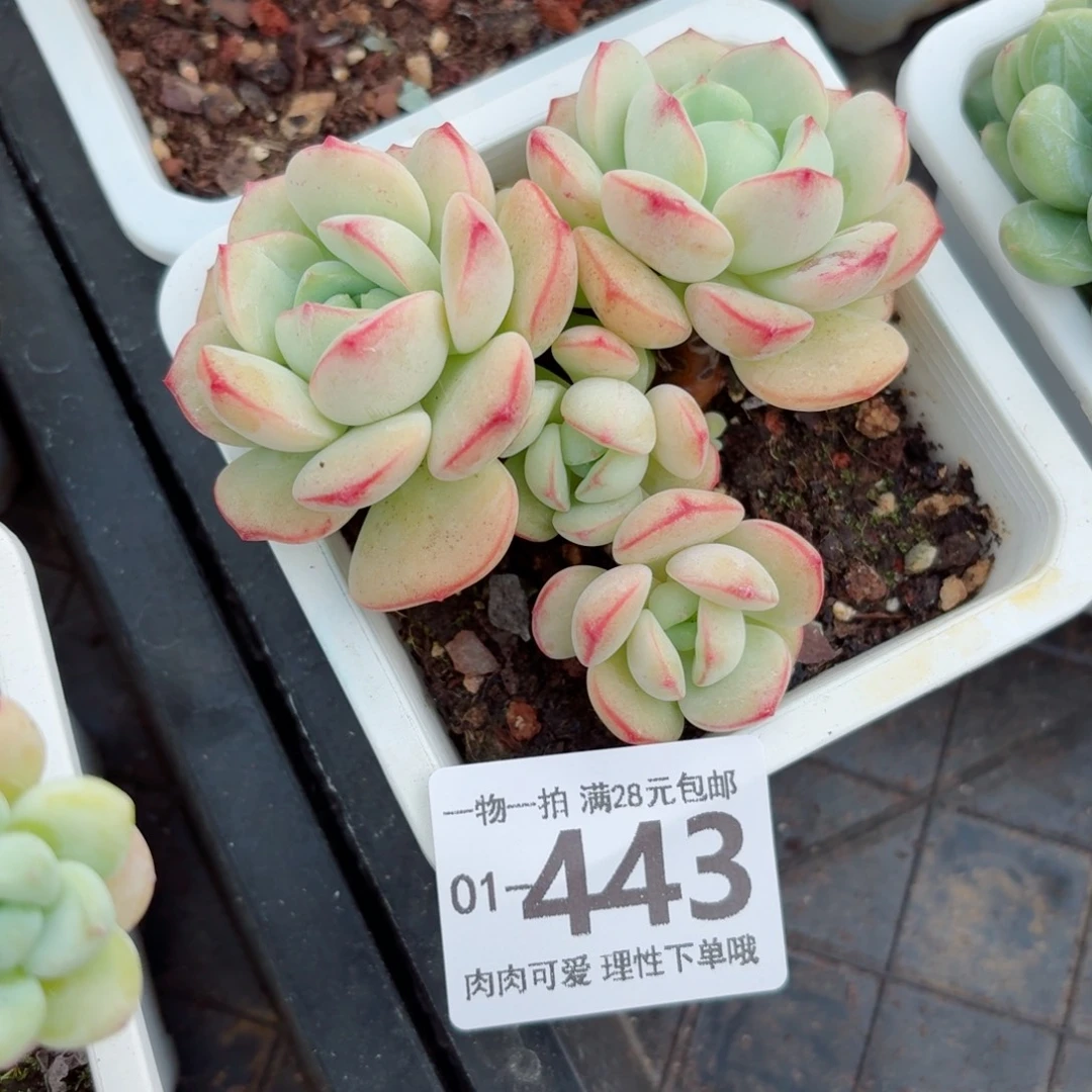 白底香草无盆土发货无盆