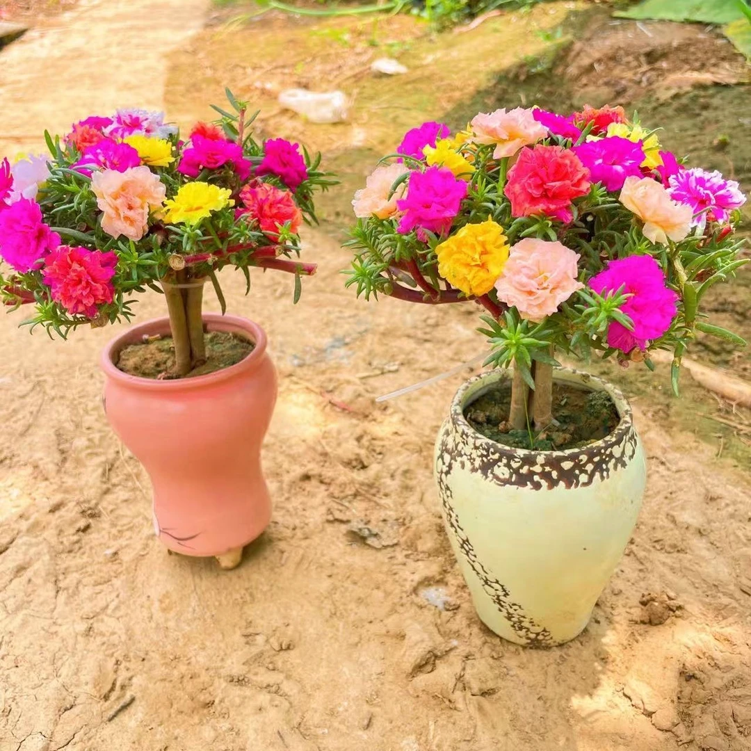 太阳花老桩重瓣耐寒庭院四季开花盆栽带根花卉阳台太阳花苗带根