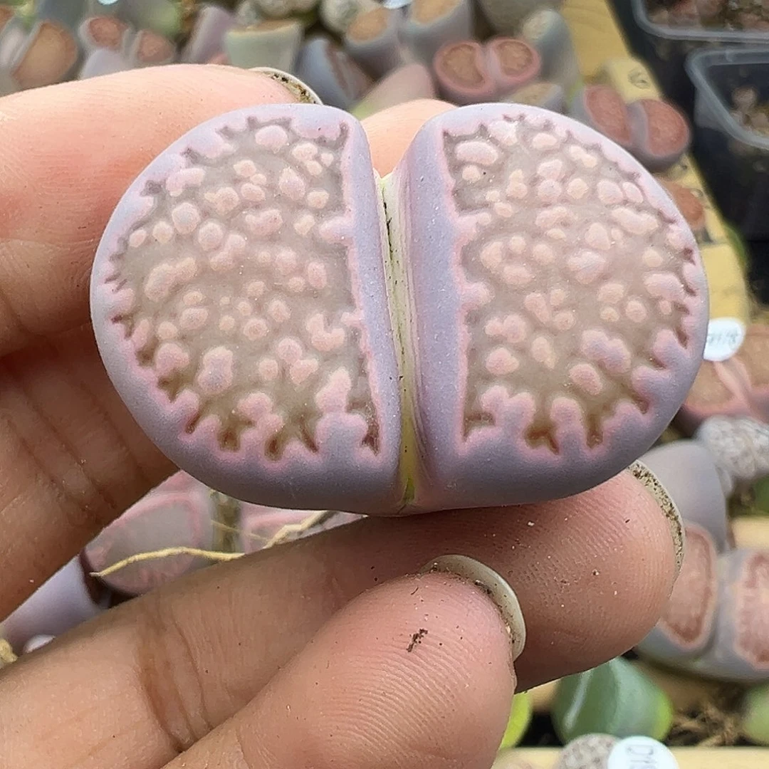 4188福利3.5厘米1111