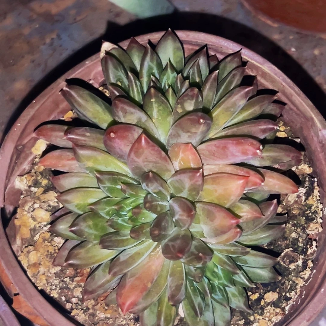 桔云多肉美人精品系列