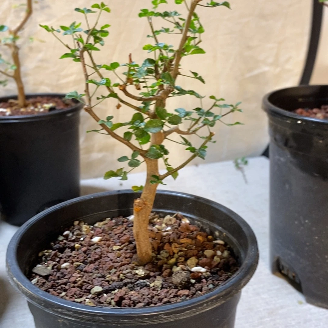 漫***陈波叶没药带盆发货