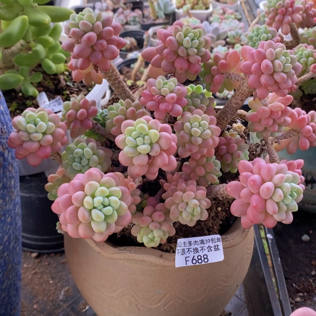 鱼子酱老桩20cm688多肉植物