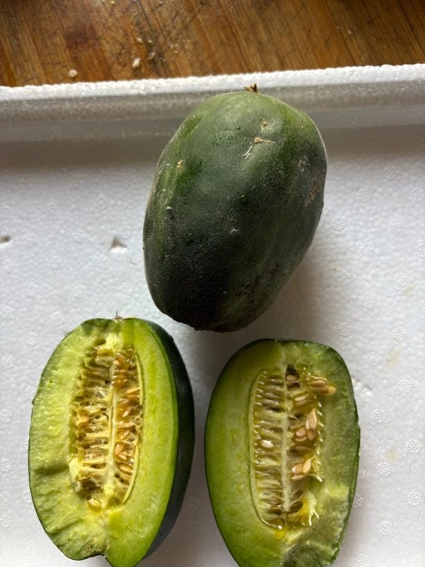 熊蜂授粉自然成熟的甜瓜 青脆香甜