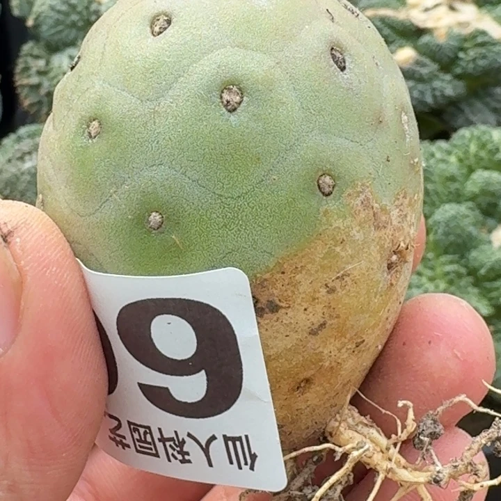 无花朵自根洞洞习602