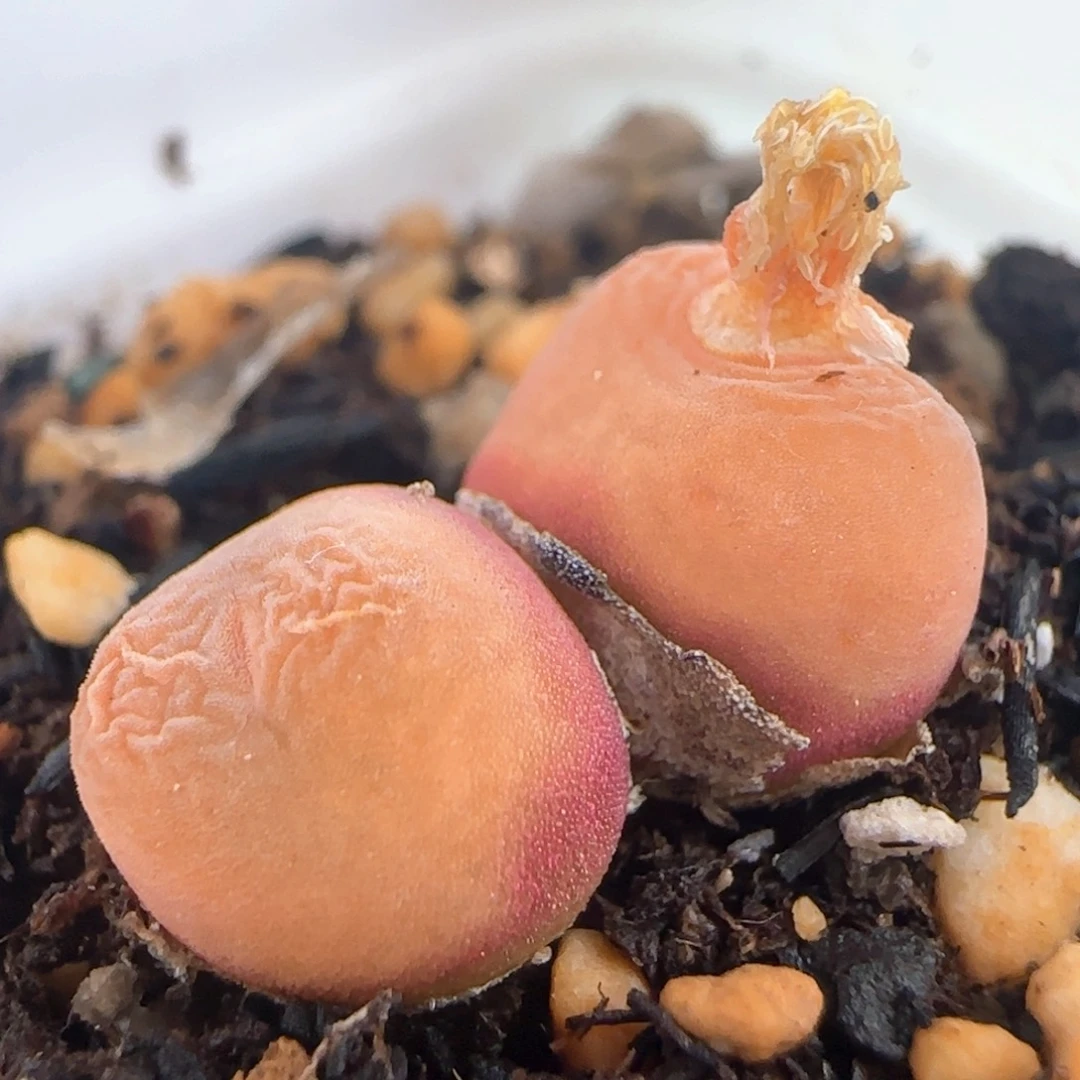 1175/双头水蜜桃/