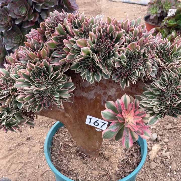 @****…167多肉植物女神缀