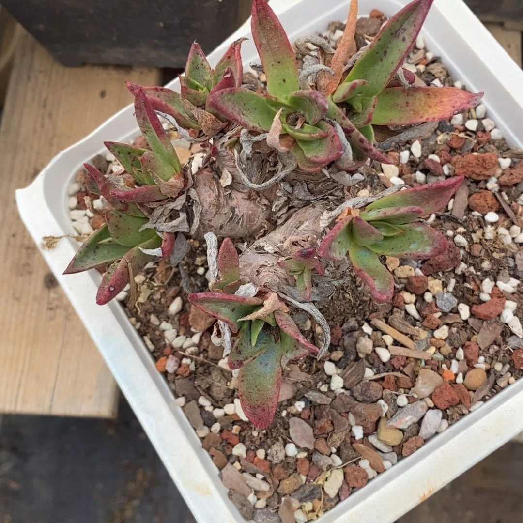 苹果叶瑕疵瑕疵瑕疵