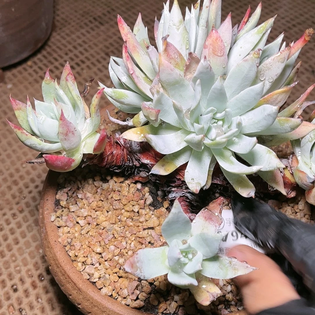 9479苹果雪山仙女杯多肉