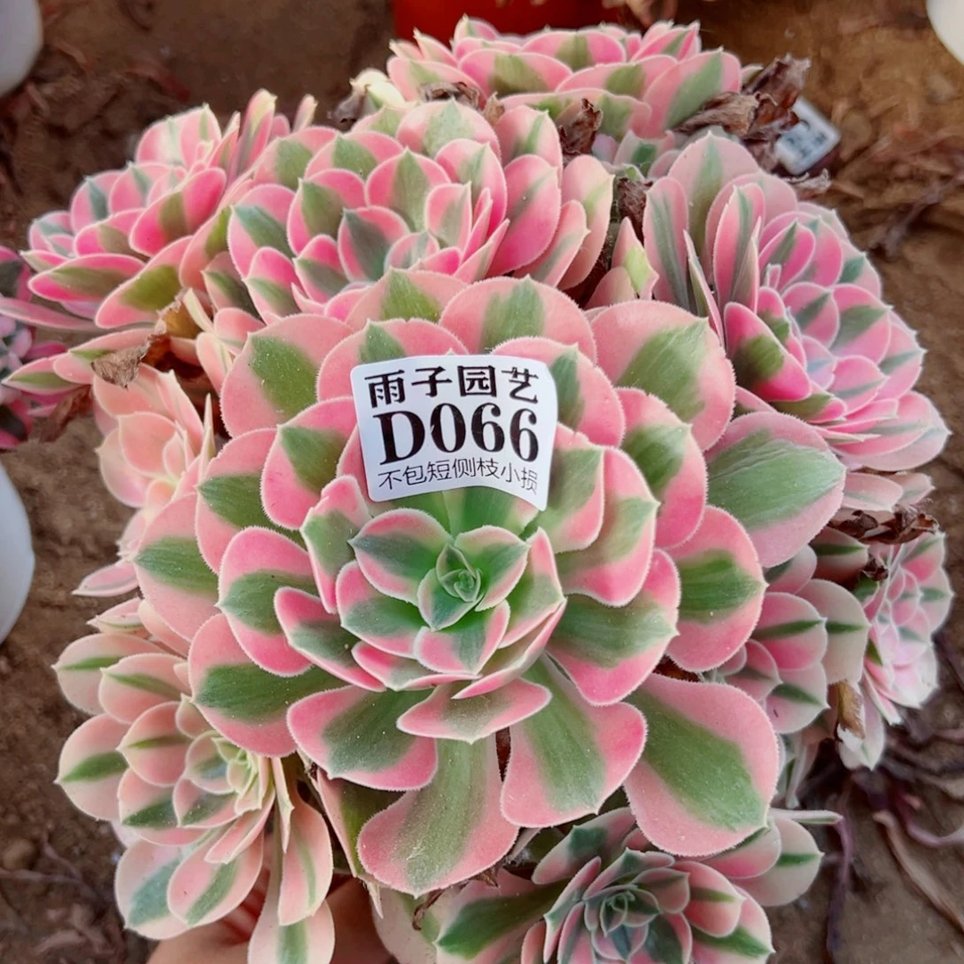 066粉女巫尺寸30左右