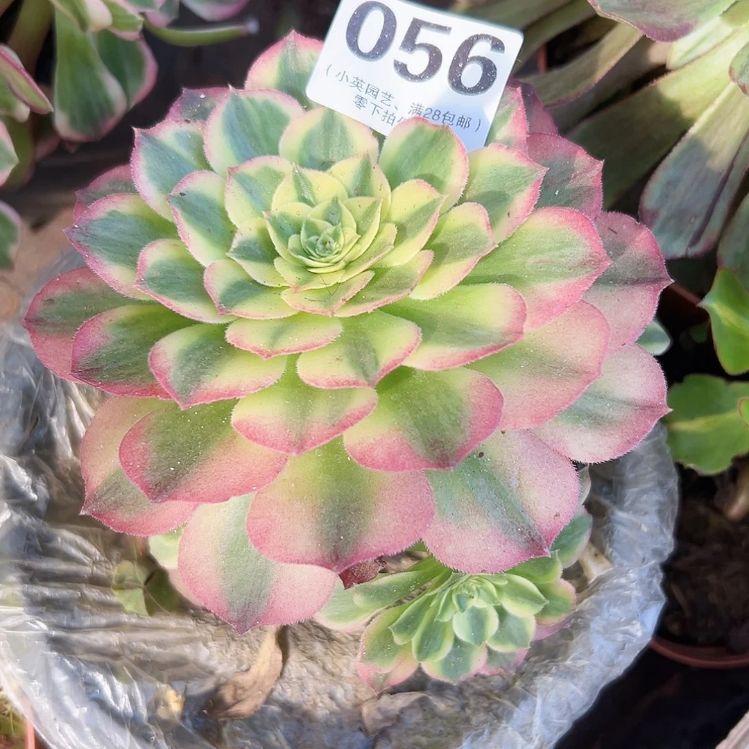 多肉植物多肉植物056