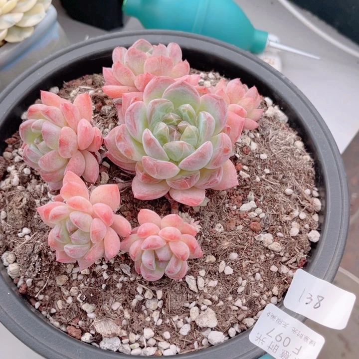 扮***女097 全明星 带陶瓷盆发货 满28包邮