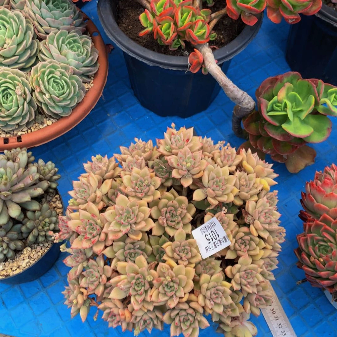 如*1015璀璨多肉