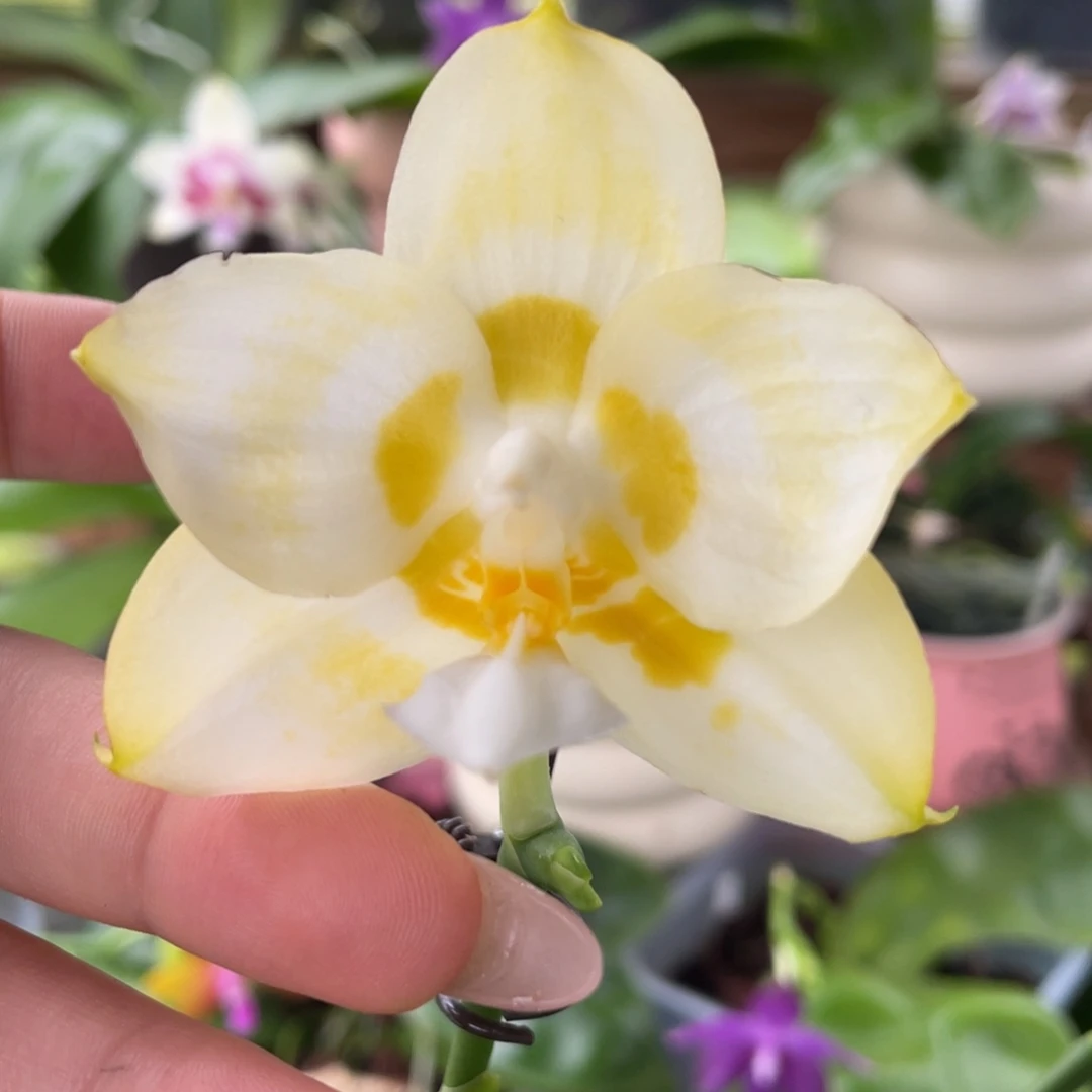 完全开放4寸雅风水仙（花期不保）