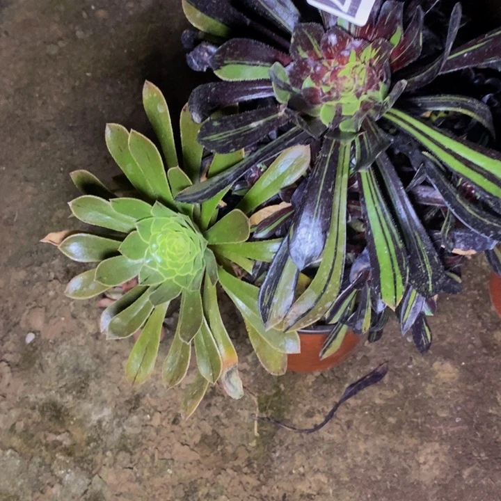 04187号水墨丹青法师