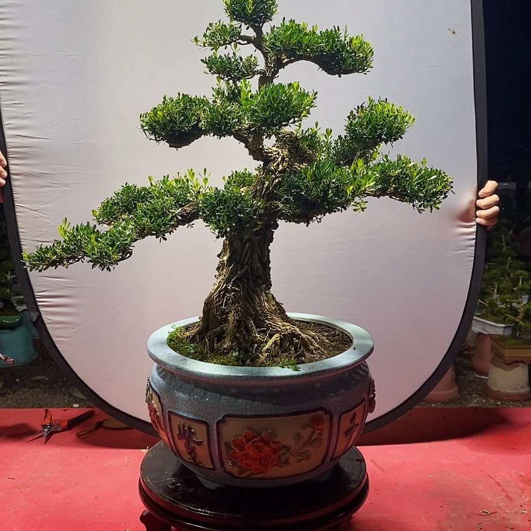 老***湖无花朵广东雀舌黄杨盆景
