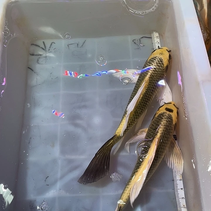 蝴蝶鲤鱼渔场直发97