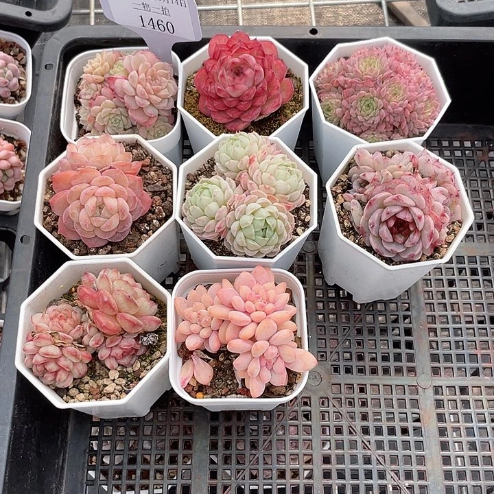 薇薇安园艺多肉1460