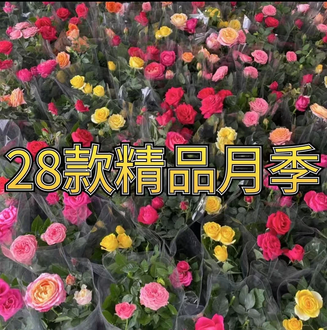 （新疆包邮）28色月季玫瑰果汁阳台盆栽