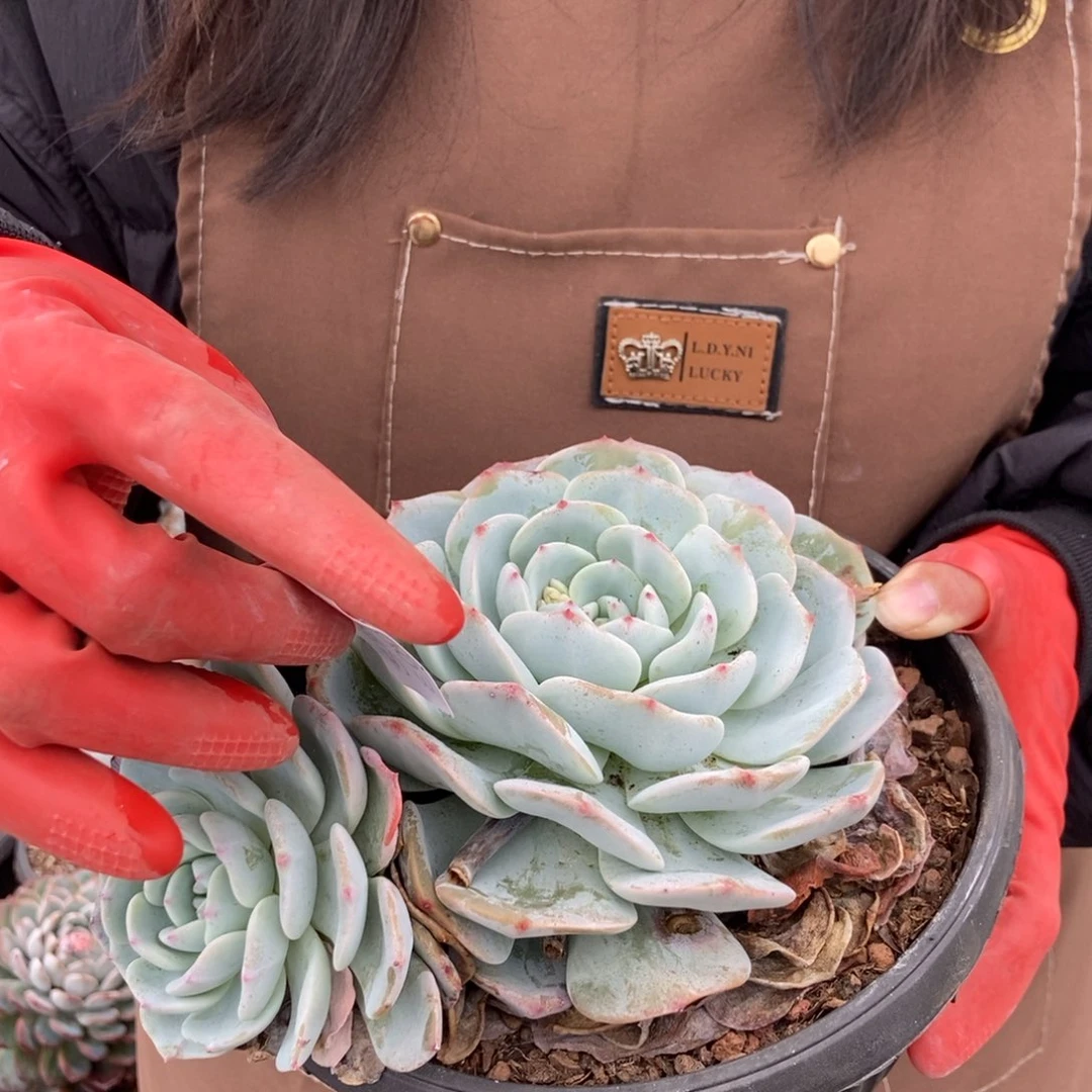 12.3雪茶勃朗峰基因随机发货单头带崽