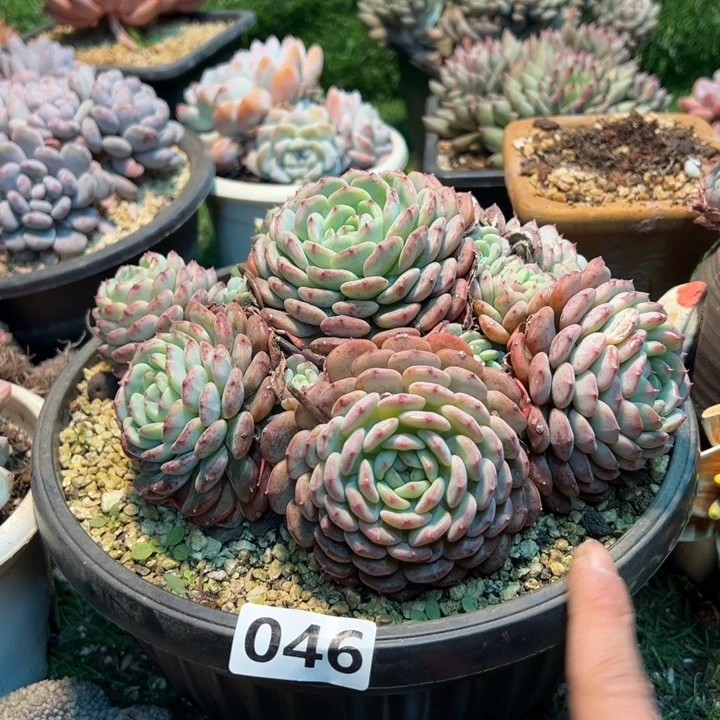 下***@长的多肉一味一拍，046