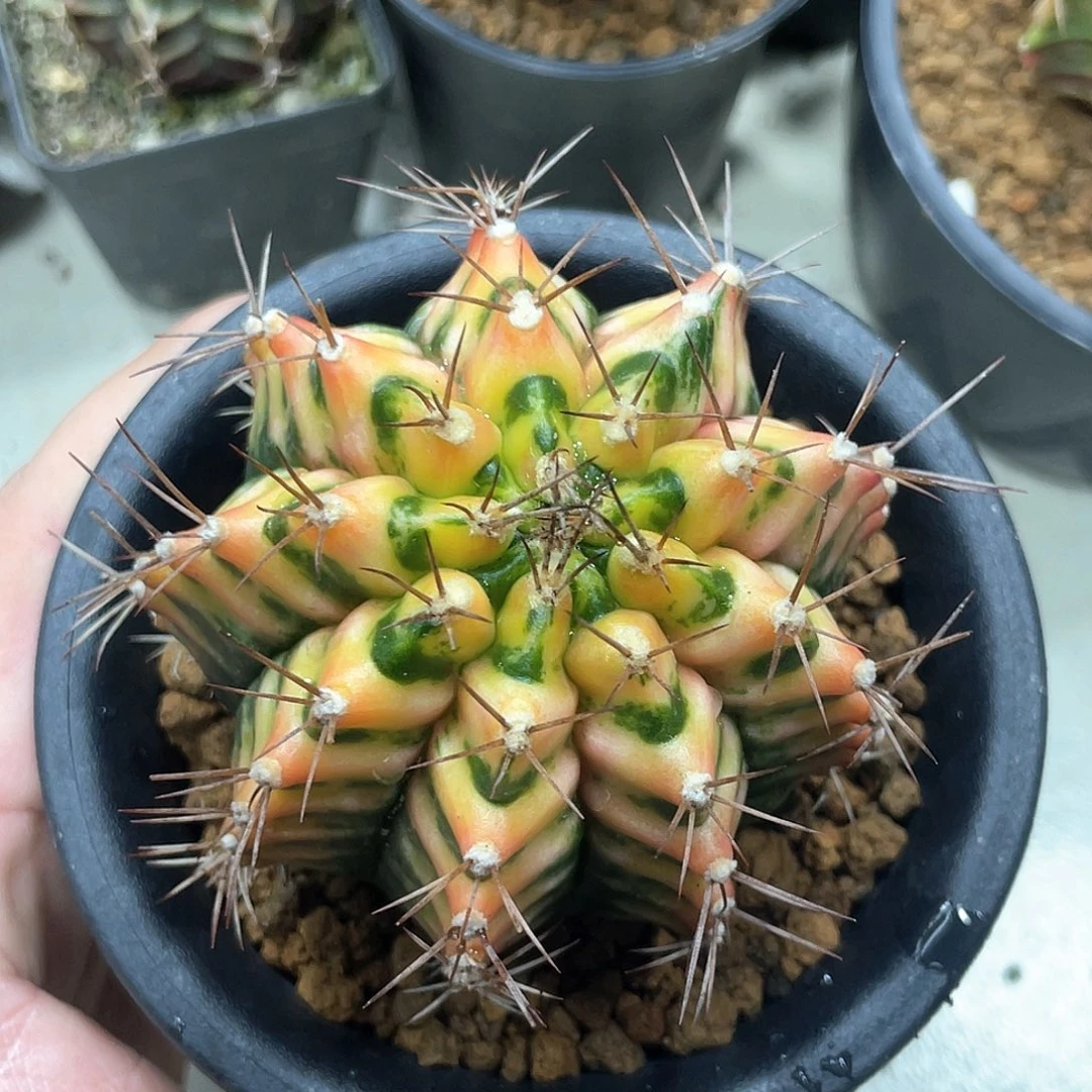 泰系实生根，规律虎斑米哈锦