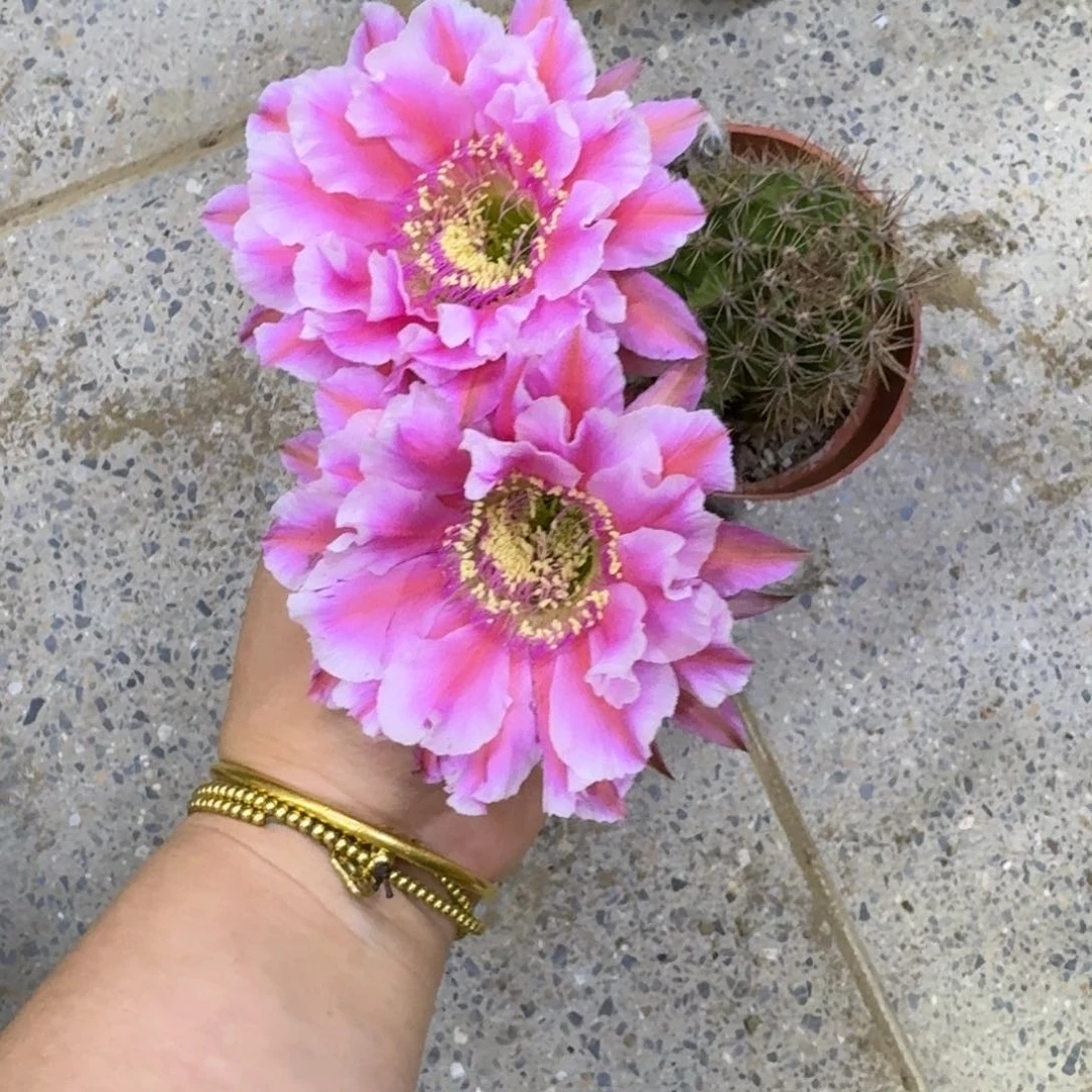 234彩草脱土发货掰花掉侧牙无售后斑