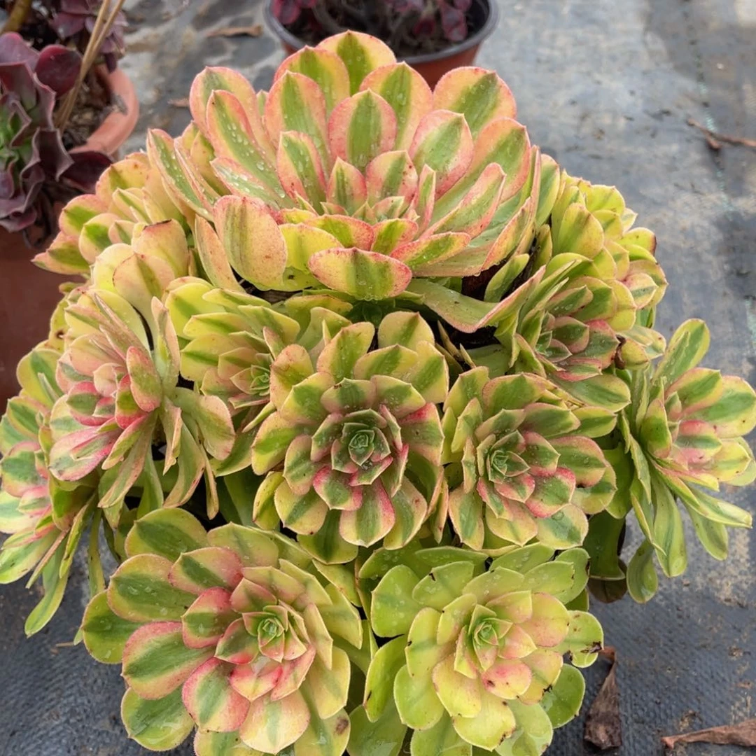 584轮回精品法师多肉