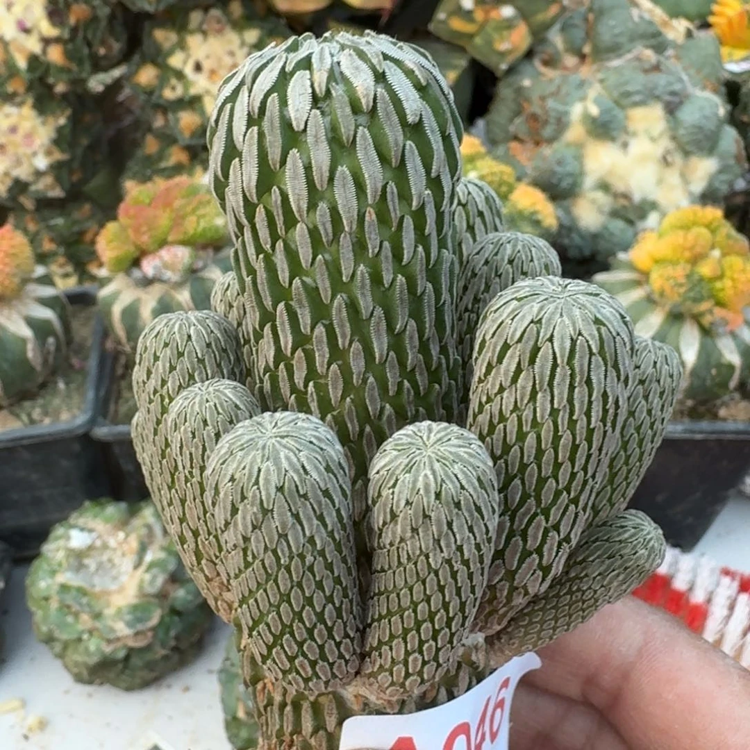 【闪购商品】萝卜根丸子群046