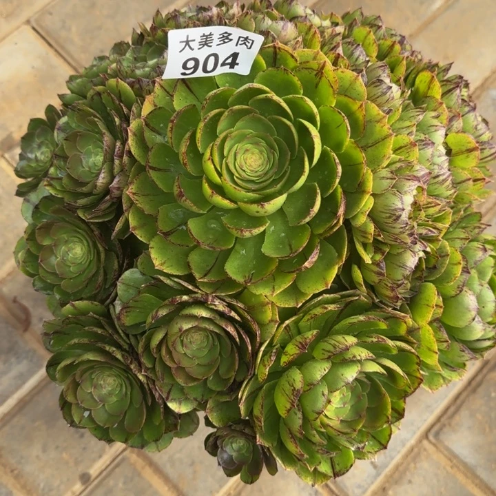 芳***梦万拉丝捧花904肉肉