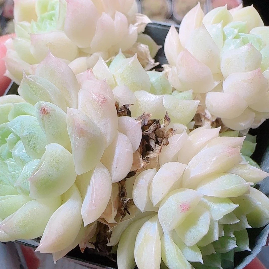 花语逸镜1121-05开播福利散