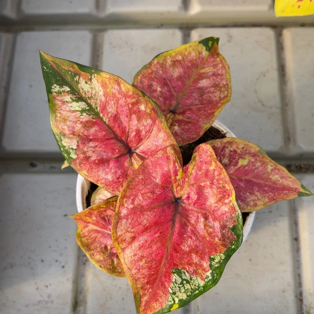 擎天柱泰国彩叶芋96-1221