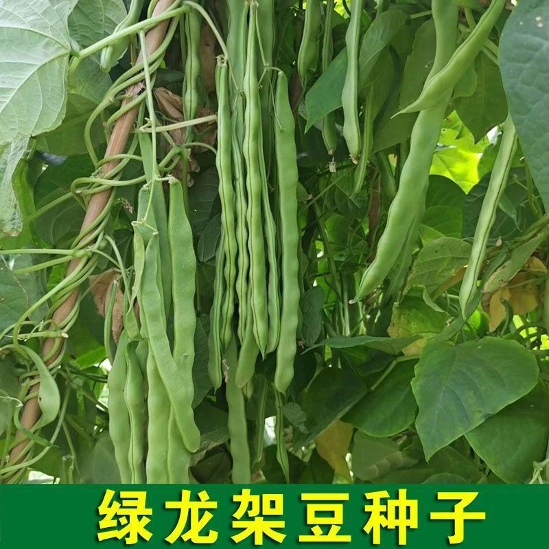 春季种植绿龙架豆种子高产宽扁豆四季豆庭院大田蔬菜种籽春季蔬菜