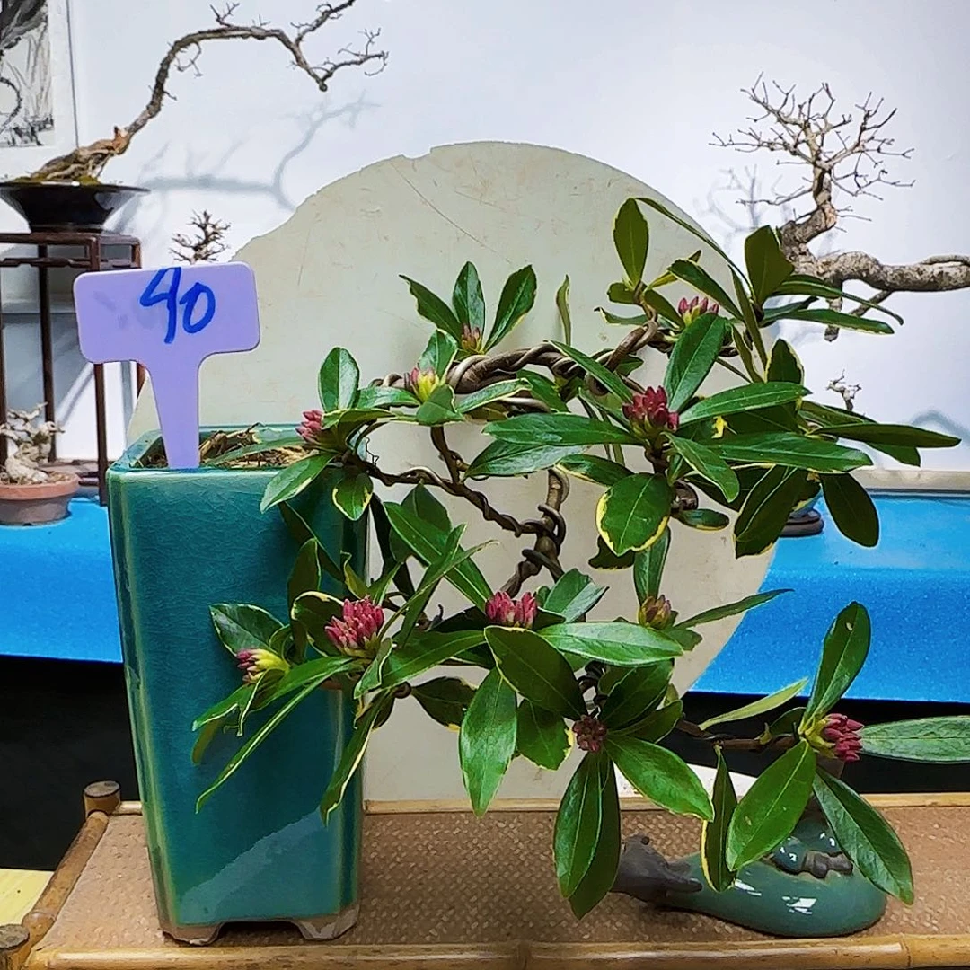 无铅玻璃龙***跟e h j k k l l