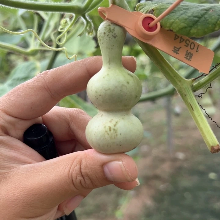 泧***烁葫芦葫芦葫芦葫芦葫芦