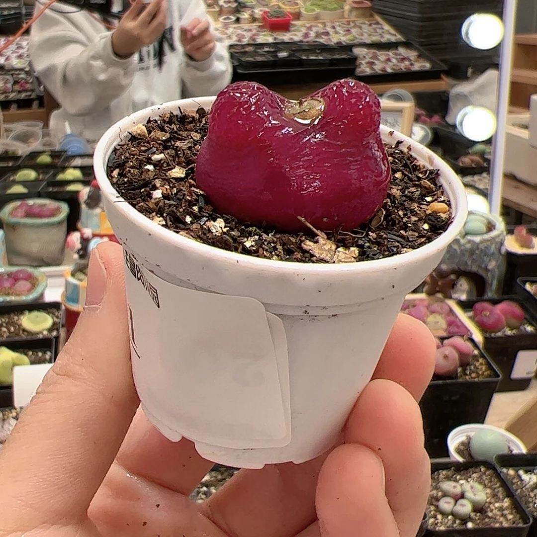 【闪购商品】41 带盆