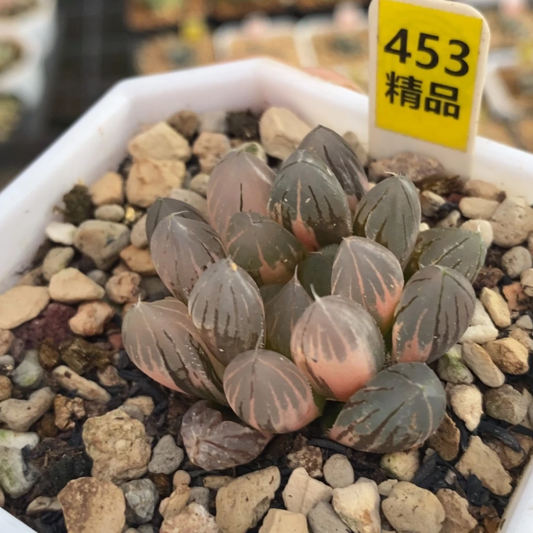 453霓虹灯十二卷多肉
