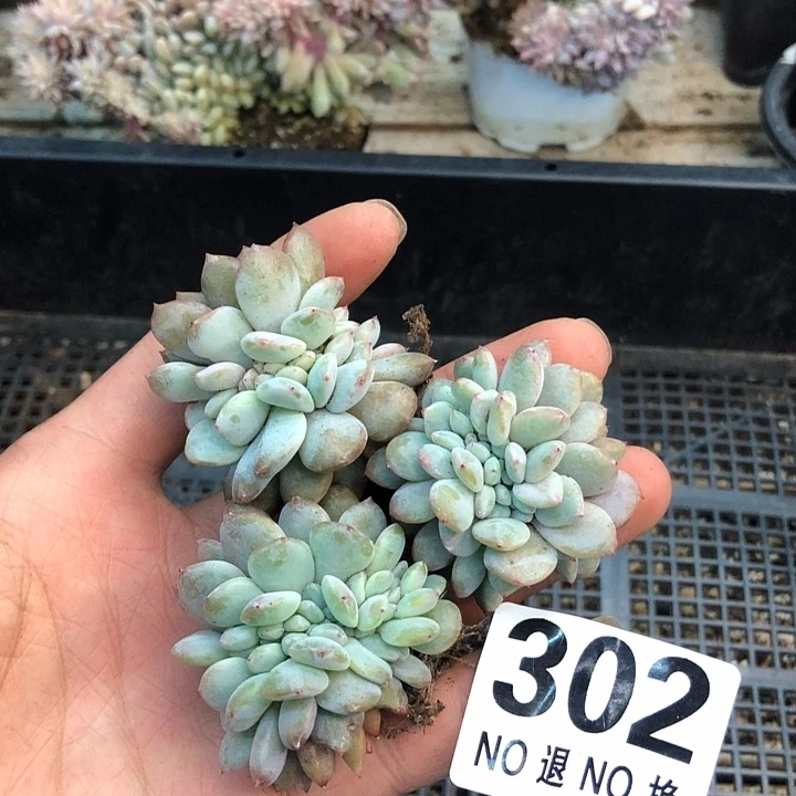 星影高板子缀化福利 302