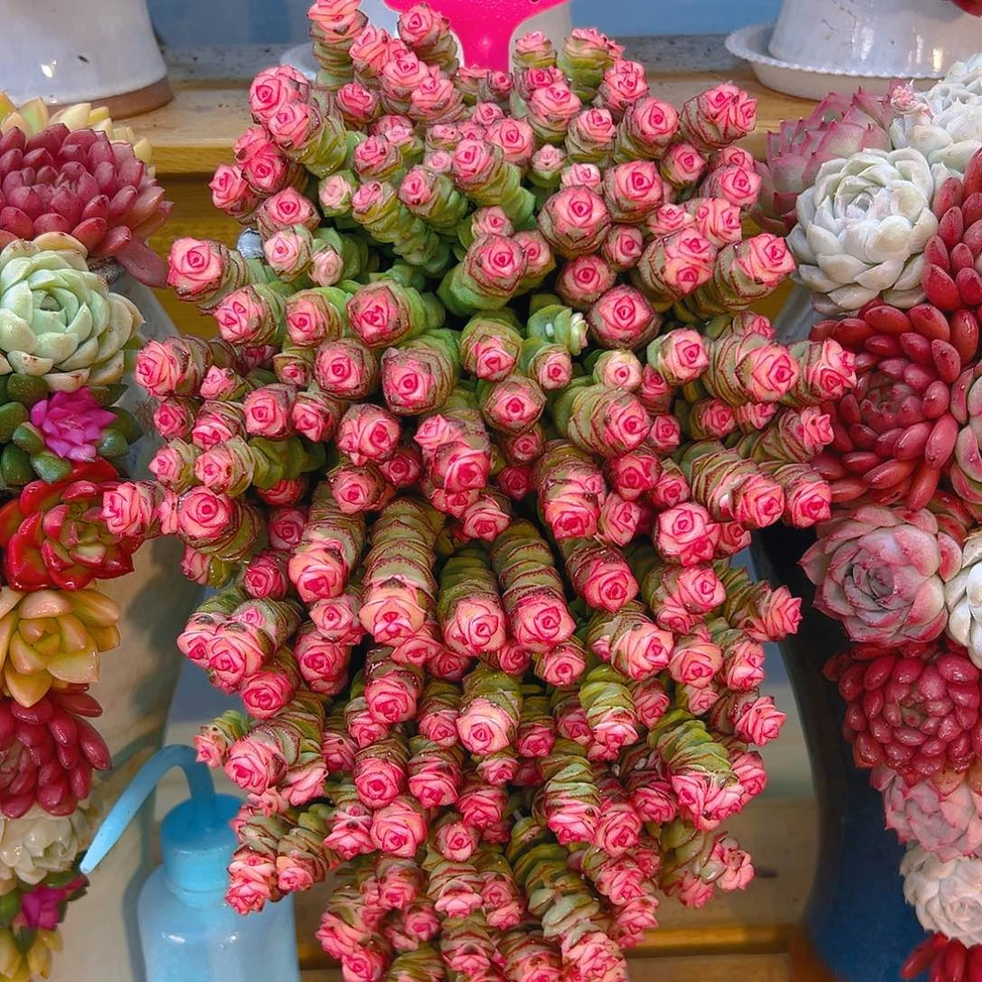 004钱串多肉嘴啊