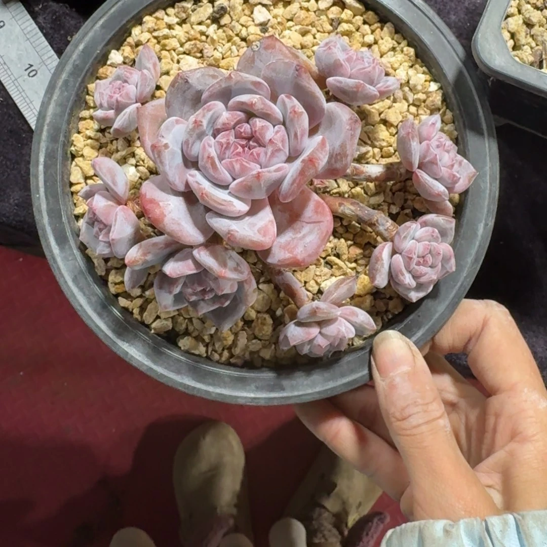 星影8头无砍一物一拍