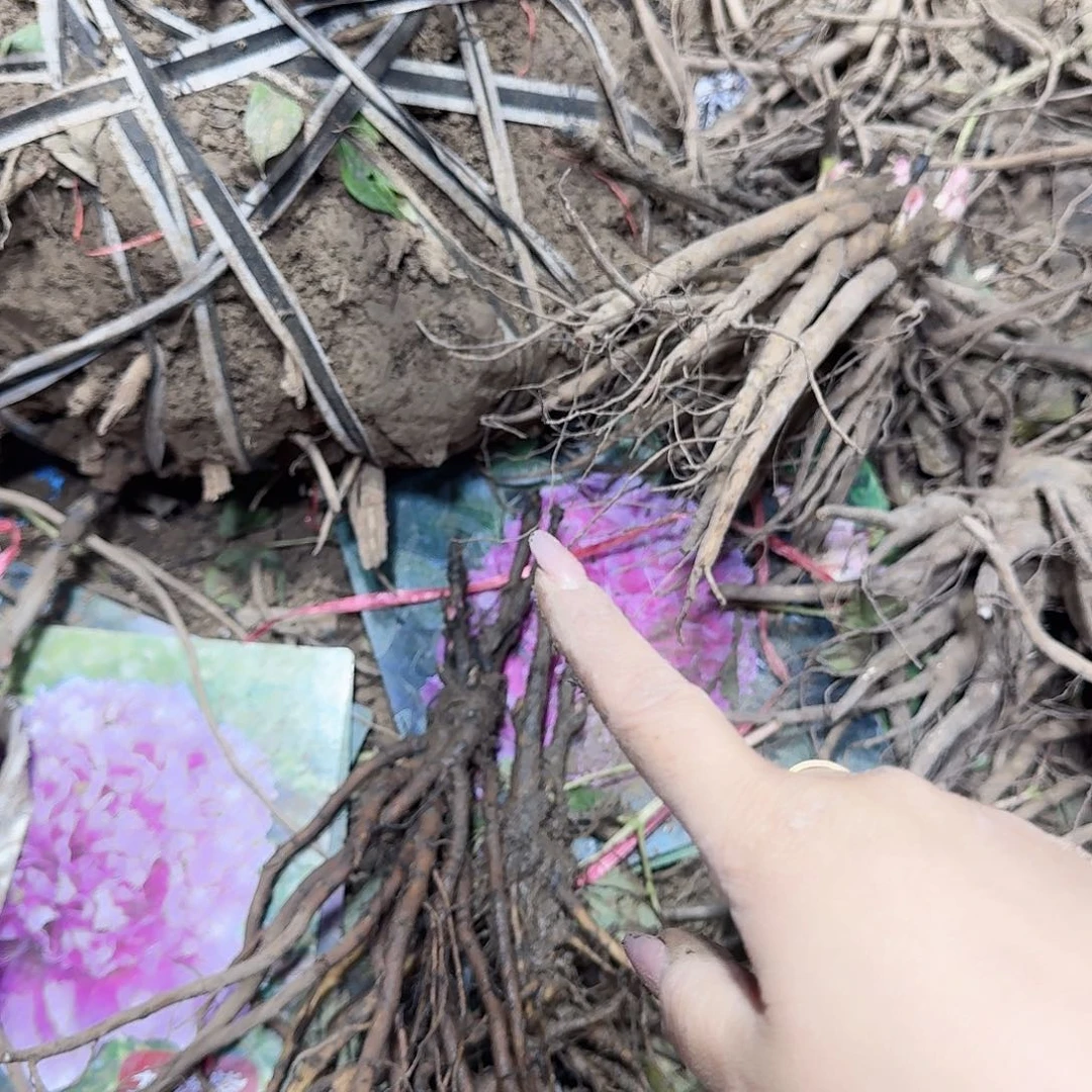 无花朵2个111111111111111111