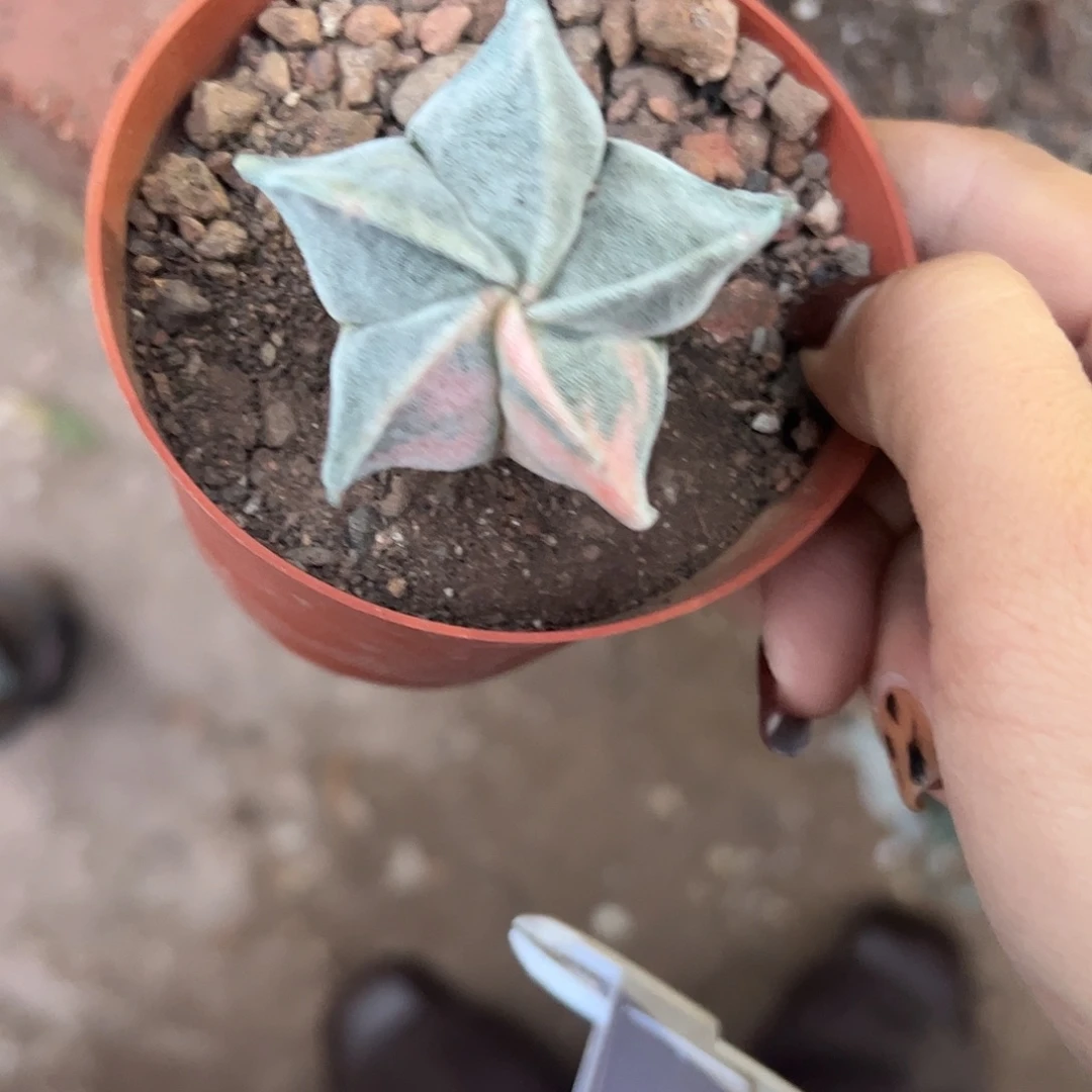 北****实生鸾凤玉锦一物一拍