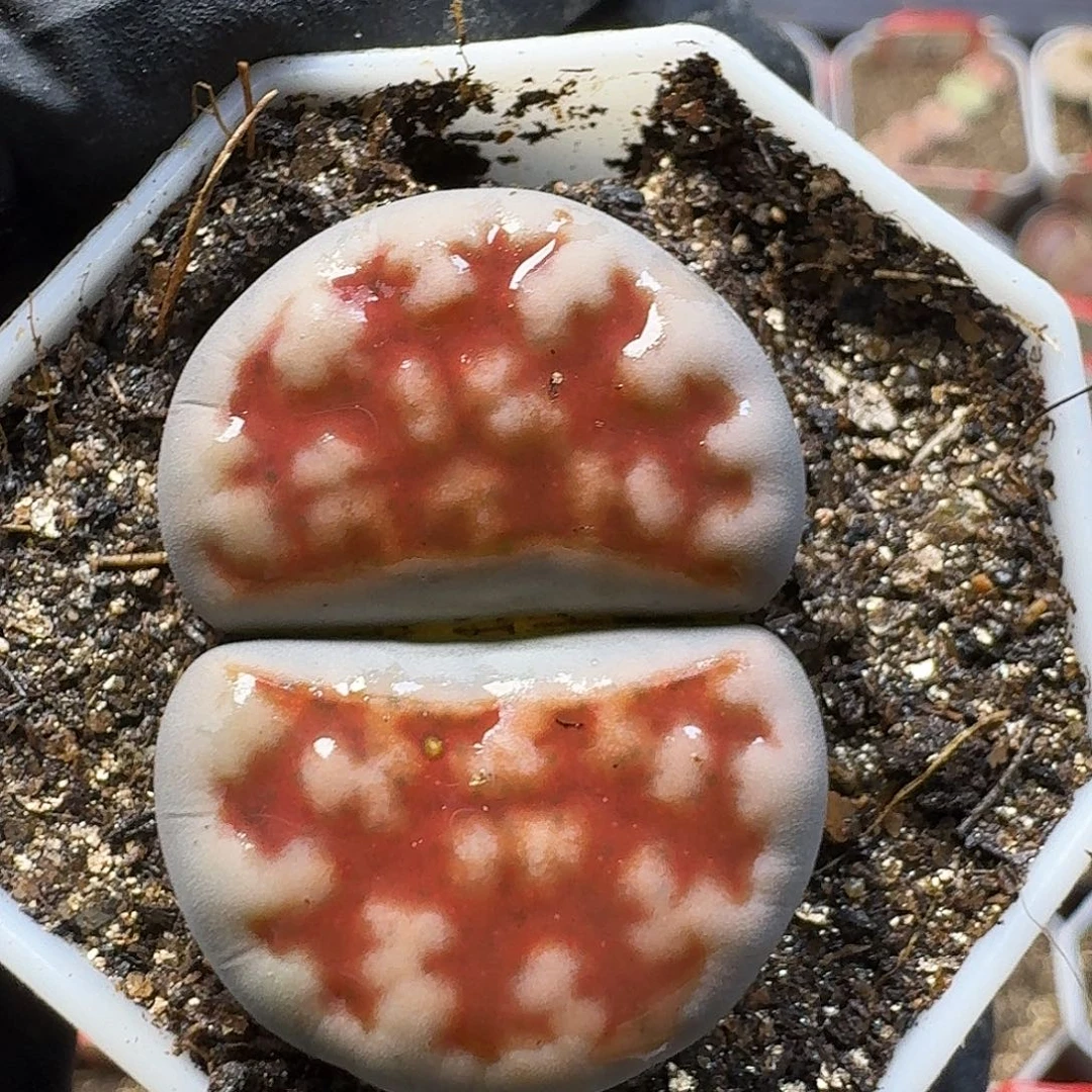动***动生石花223://。   137