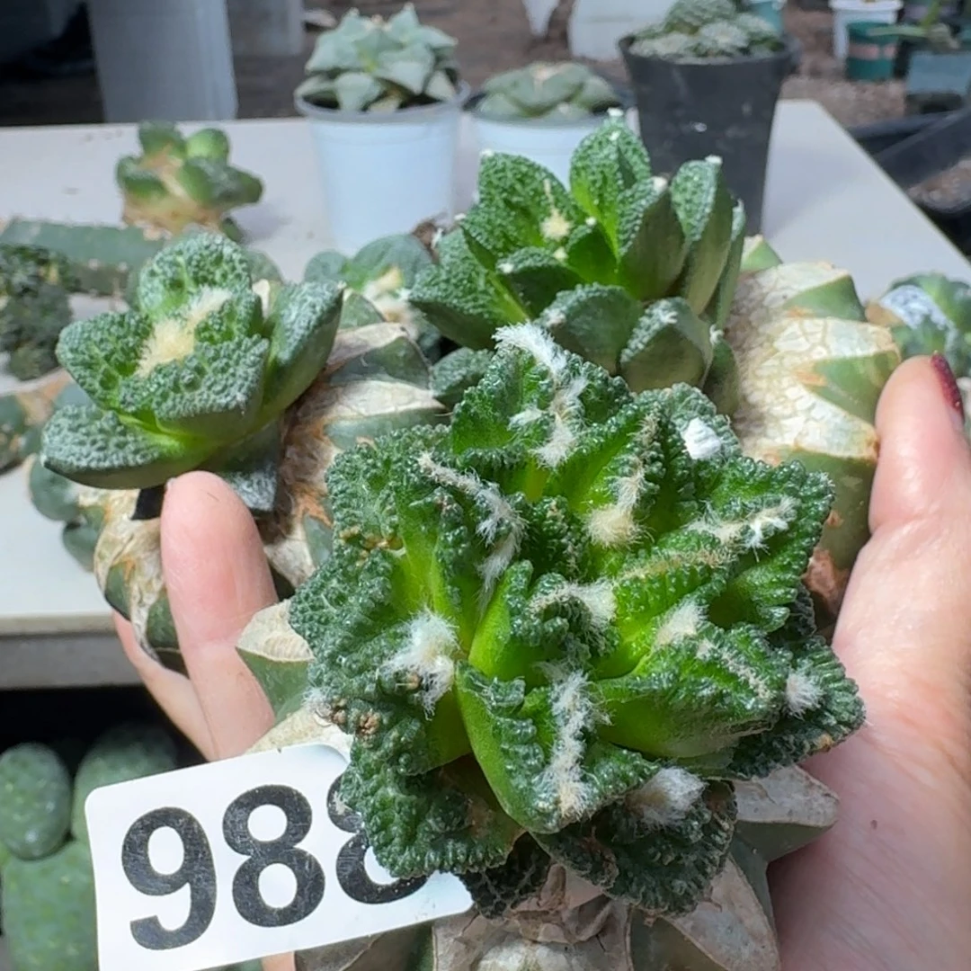 【闪购商品】无花朵Y*三颗福利牡丹988